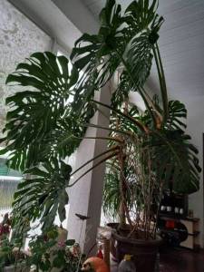 20221128_094656.thumb.jpg.46a68ec4585a81e7fae916cc7b8c61eb.jpg