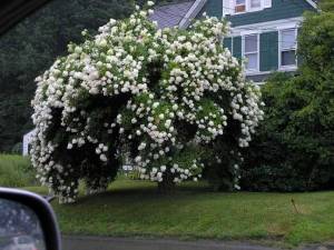 HydrangeaTree2.jpg