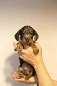 IMG-20221107-WA0021.thumb.jpg.f4fb5a0f3362f44a8111ca99fcf578a2.jpg