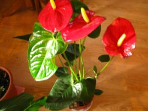 IMG_0825.thumb.JPG.5cfce19931752f1e3376d5119ba31ff2.JPG