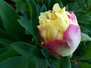 IMG_20220610_181648_2.jpg