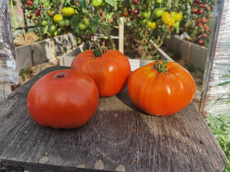 Купец-молодец - К — сорта томатов - tomat-pomidor.com - отзывы на форуме