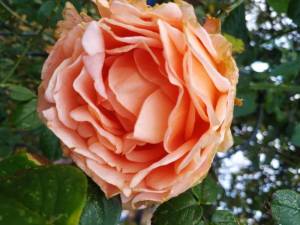 IMG_20221105_075444.thumb.jpg.55a62e36006c83cd45e13db25c17f5c5.jpg