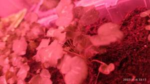 IMG_20221106_231708_1.jpg