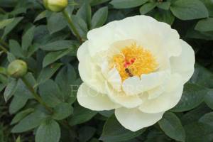 Paeonia-Early-Sensation-768x512.jpg