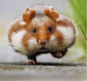 hamster.jpg