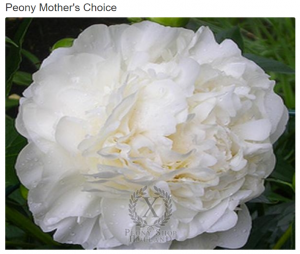 image.thumb.png.6f184cfc4bf584214e431a5235b4a190.png