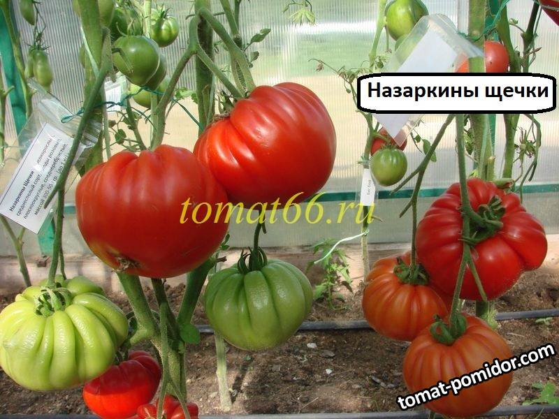 Помидоры щечки фото