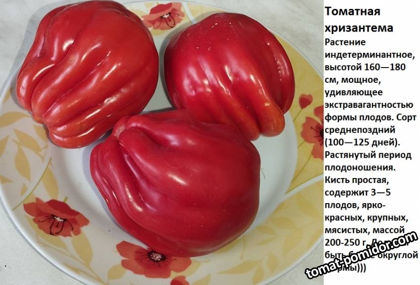 хризантема.jpg