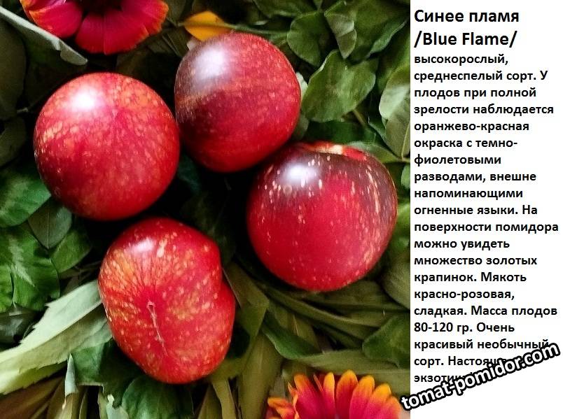синее пламя.jpg