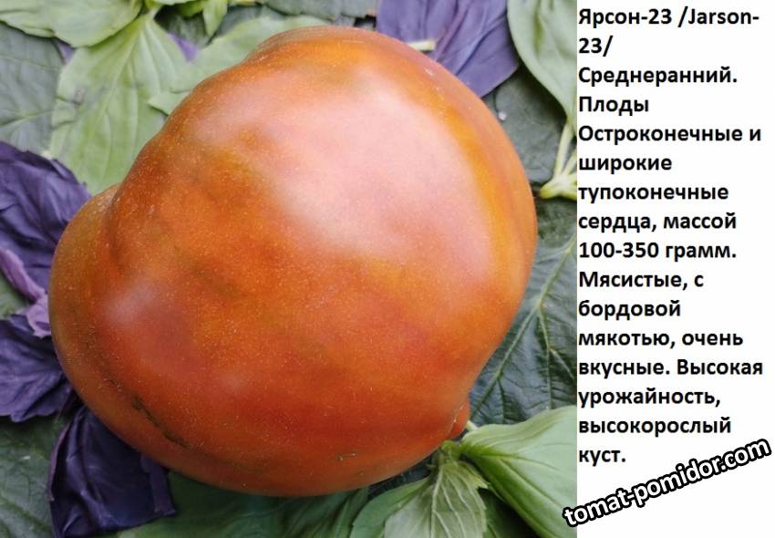 ярсон 23.jpg