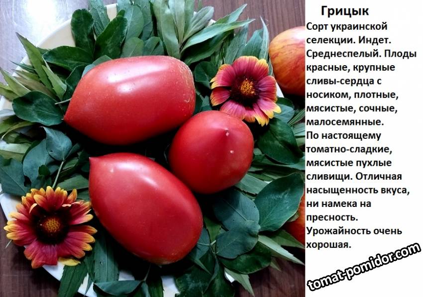 грицык.jpg