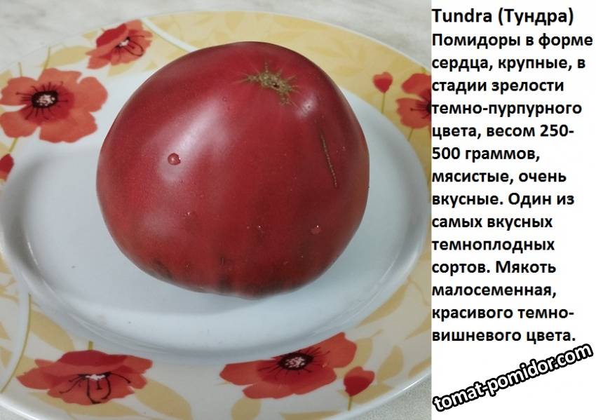 тундра.jpg