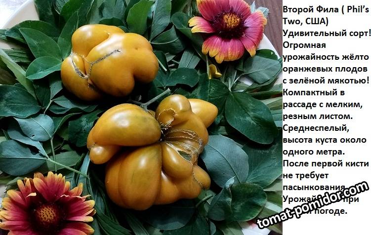 фил 2.jpg
