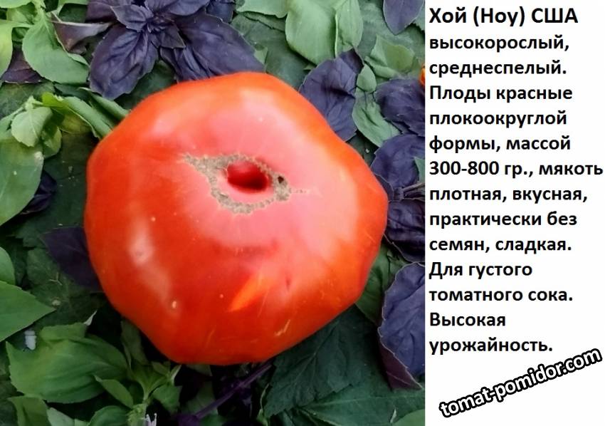 хой.jpg