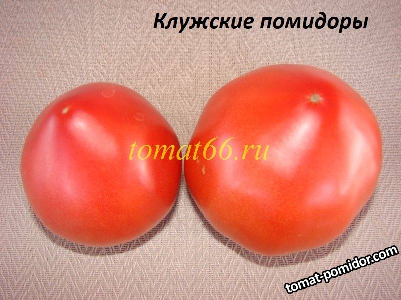 Клужские помидоры (4).JPG