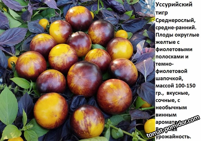 усурийский тигр.jpg
