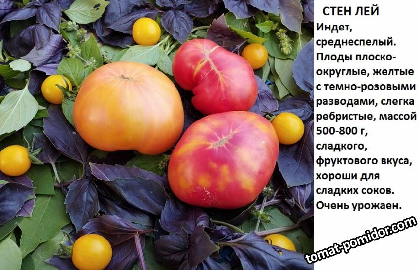 стен лей.jpg