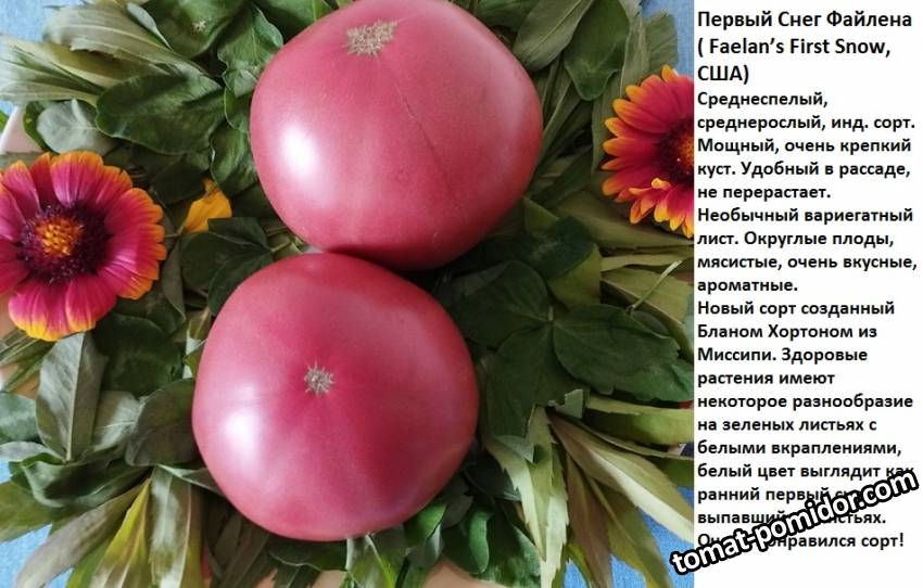 утренний снег файлена.jpg