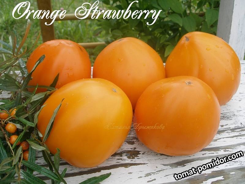 Оранжевая Клубника (Orange Strawberry )