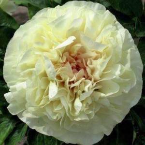 peony-blonde-vision.thumb.jpg.2f790870624eba4b878f9149f05c8db2.jpg