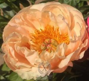 peony-king-s-day-1239-1-600x600.jpg