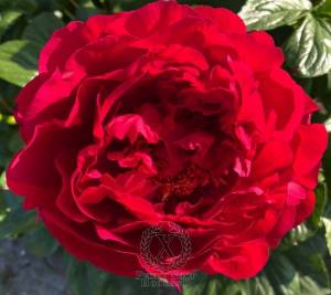 peony-nerva-578-1-600x600.jpg