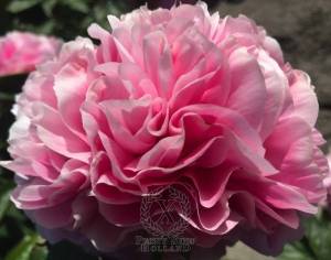 peony-putti-596-1-600x600.jpg