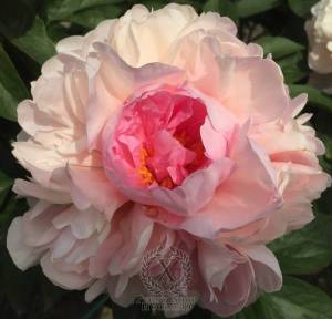 peony-temple-of-apollo-626-10-600x600.jpg