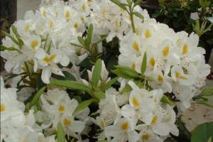 rhododendron-madame-masson.thumb.jpg.54997b4102af1324a60295496e37de14.jpg