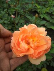 роза Пэт Остин1.jpg
