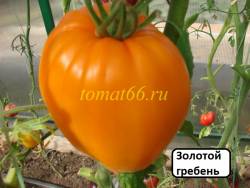 Золотой гребень.JPG