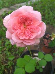 роза принцесса Александра Кентская3.jpg