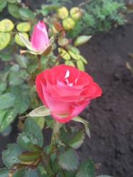 роза Щоне Кабленцерин.jpg