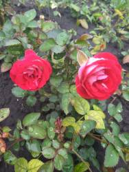 роза Щоне Кабленцерин1.jpg