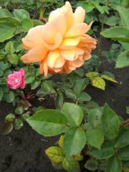 роза Пэт Остин.jpg