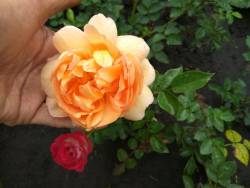 роза Пэт Остин2.jpg