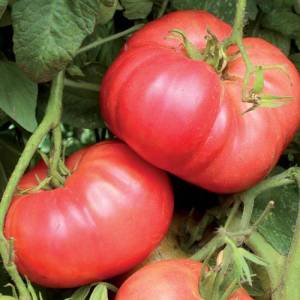 0663-crnkovic-yugoslavian-tomato.thumb.jpg.2da64d84f698578e2479e4d9623b0a27.jpg