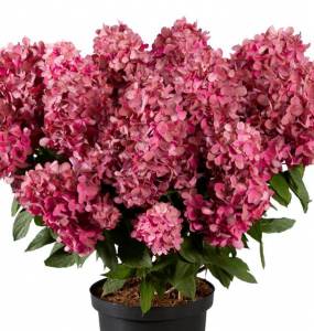 Hydrangea pan Bonfire 13.jpg