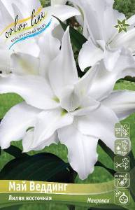 Lilium My Wedding.jpg