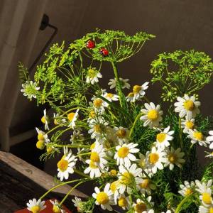 укроп букет.jpg