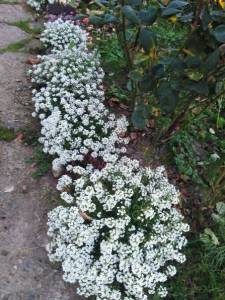 IMG_20190907_185253.jpg