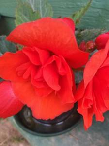 IMG_20220717_135131.thumb.jpg.70b00aa56fe71110cc5c5e62dc8b362f.jpg