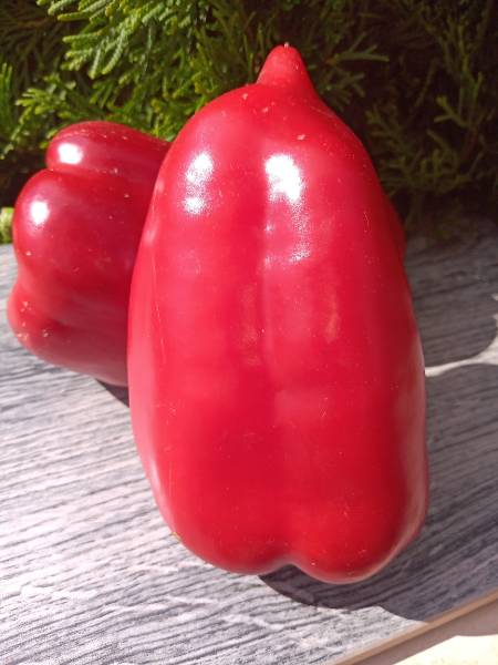 Ред носера - Сорта СЛАДКОГО перца с фото - tomat-pomidor.com - форум