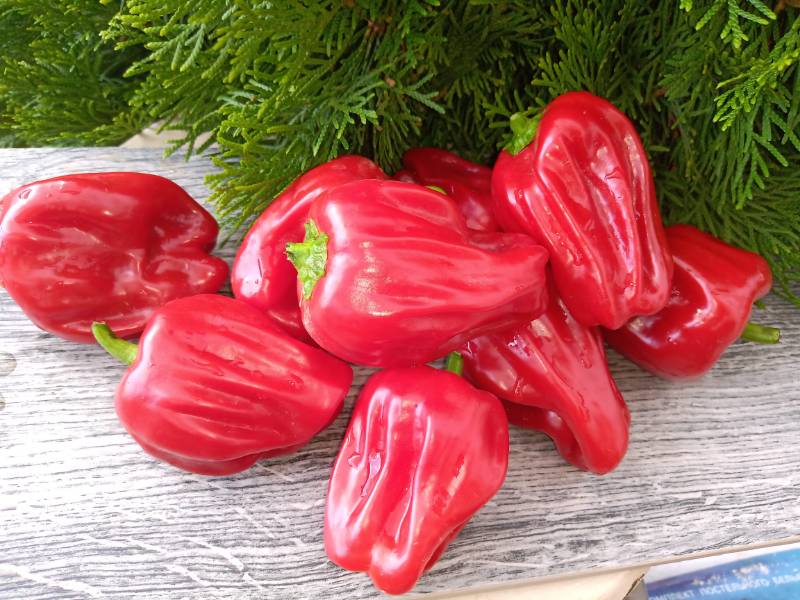 Креольская кухня - Сорта СЛАДКОГО перца с фото - tomat-pomidor.com - форум