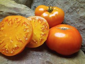 SWEET-OZARK-ORANGE-BEEFSTEAK-TOMATOES.thumb.jpg.a6ee8cbc3f06db49c85888018221c699.jpg.45a48bd2838a6abe7351b911393dfe6b.jpg