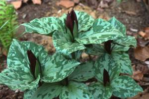 trillium-cuneatum.jpg