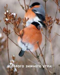 utradobrogo_ru_515.thumb.jpg.e23d54716d67ba90630cdf3879ef5ff4.jpg