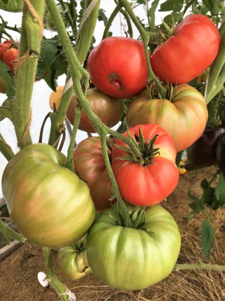 Внучкина радость - В — сорта томатов - tomat-pomidor.com - отзывы на форуме  | каталог