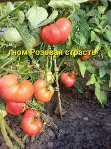 20220725_072523.jpg